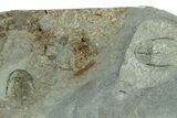 Early Cambrian Fallotaspis With Pos/Neg - Taroudant, Morocco #255639-3